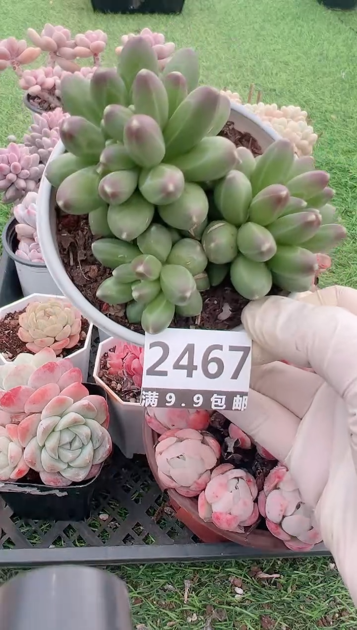 【闪购商品】信福多肉一物一拍