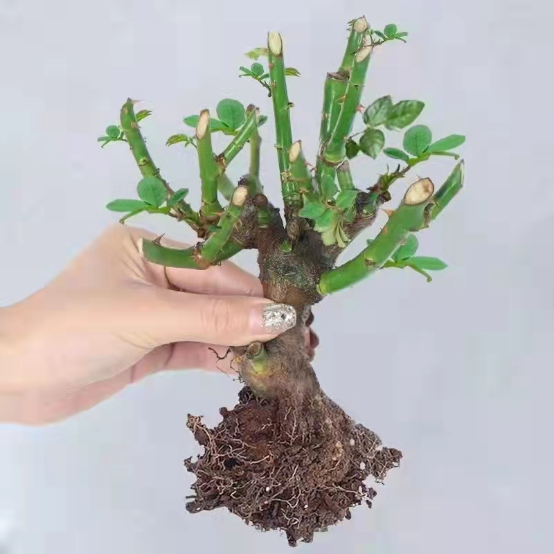 三颗玫瑰老桩花苗月季花大花浓香花卉盆栽观花绿植室外阳台庭院