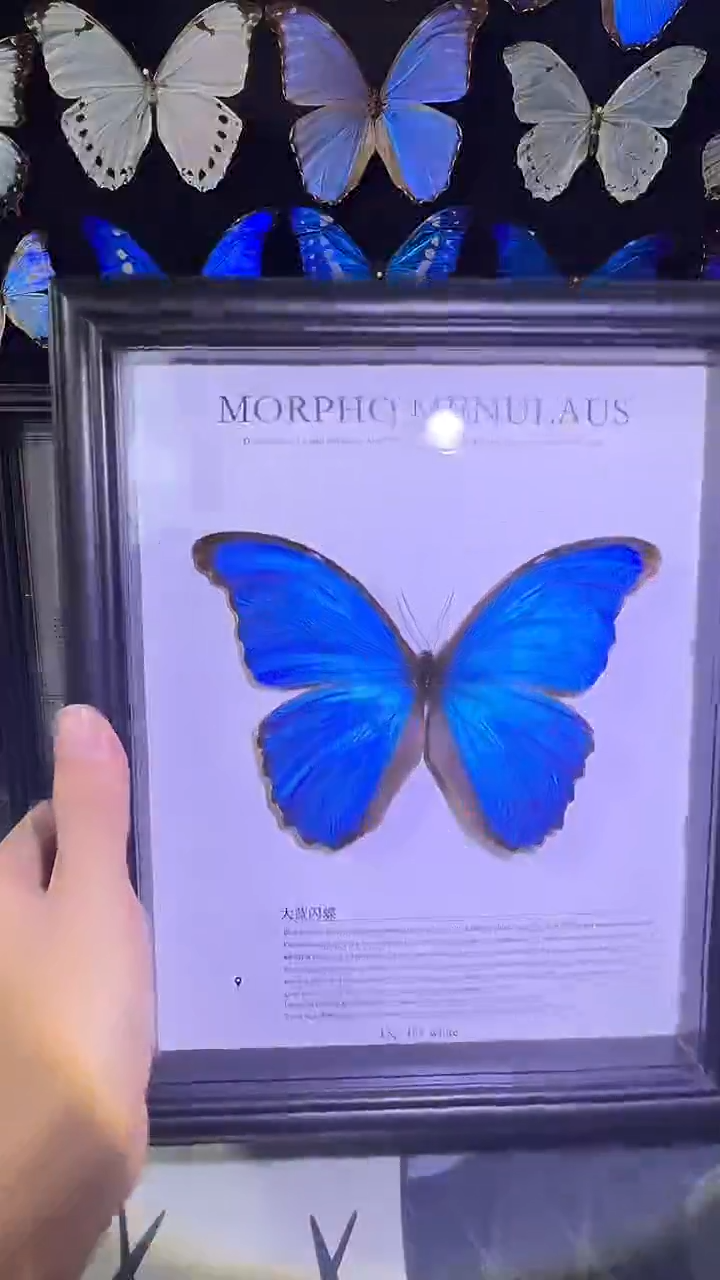 大蓝闪蝶欧版相框