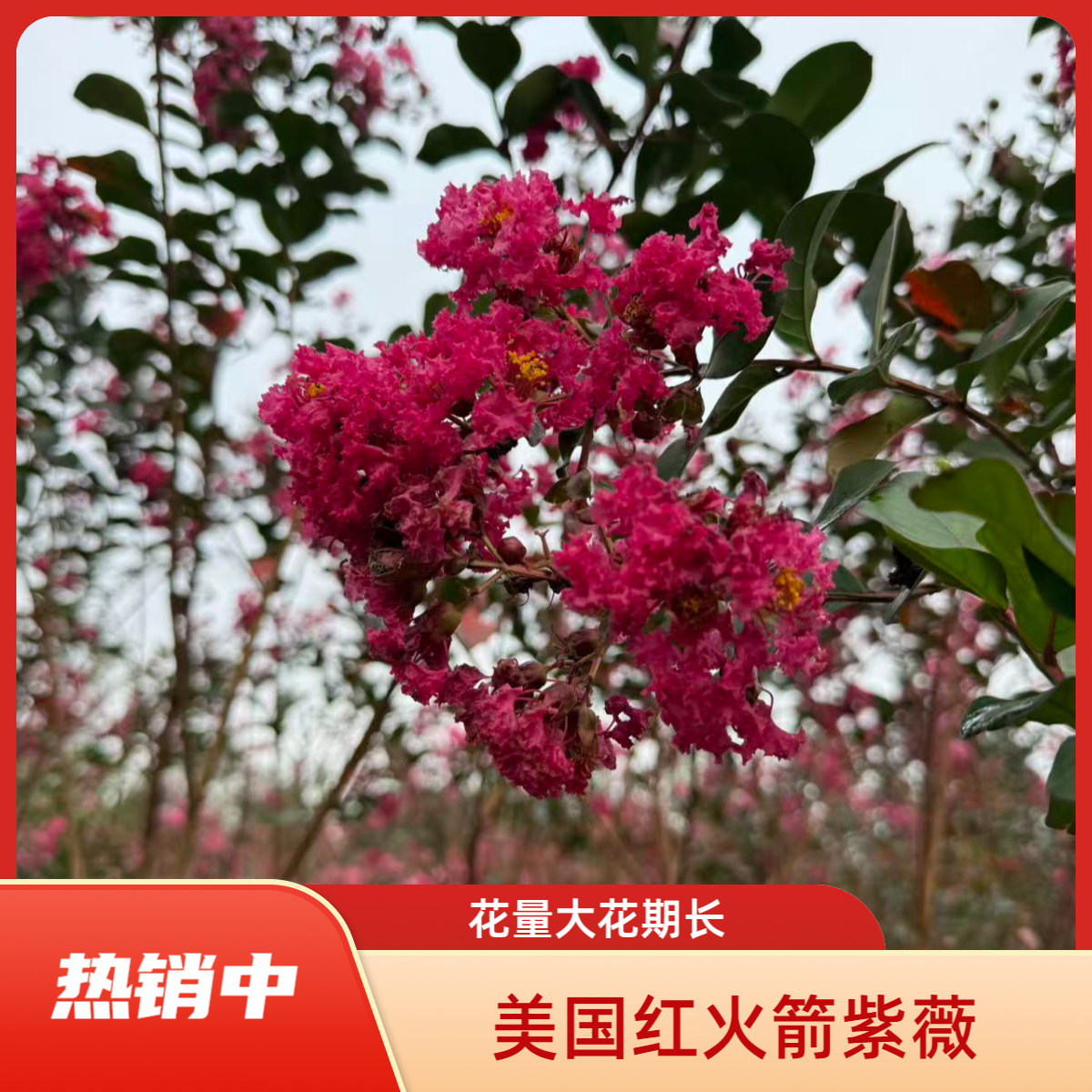 美国红火箭紫薇树苗庭院别墅首选花卉植物