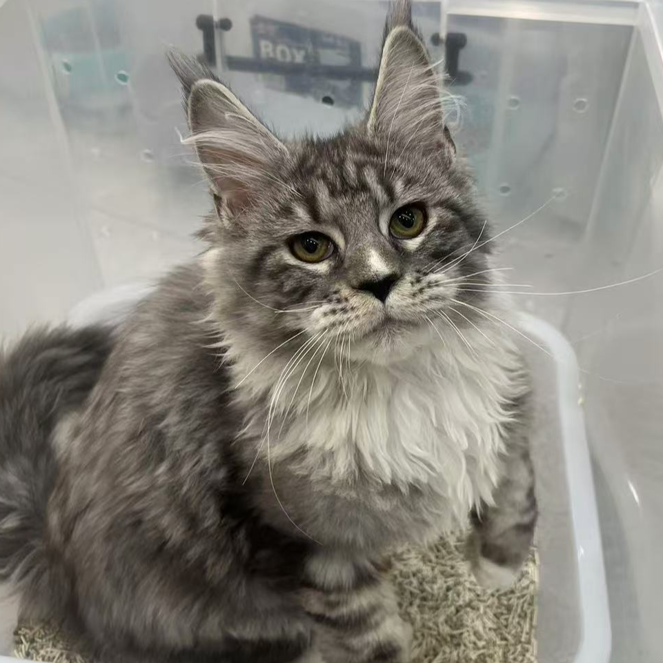 来了姊妹-银虎斑缅因猫 弟弟 6