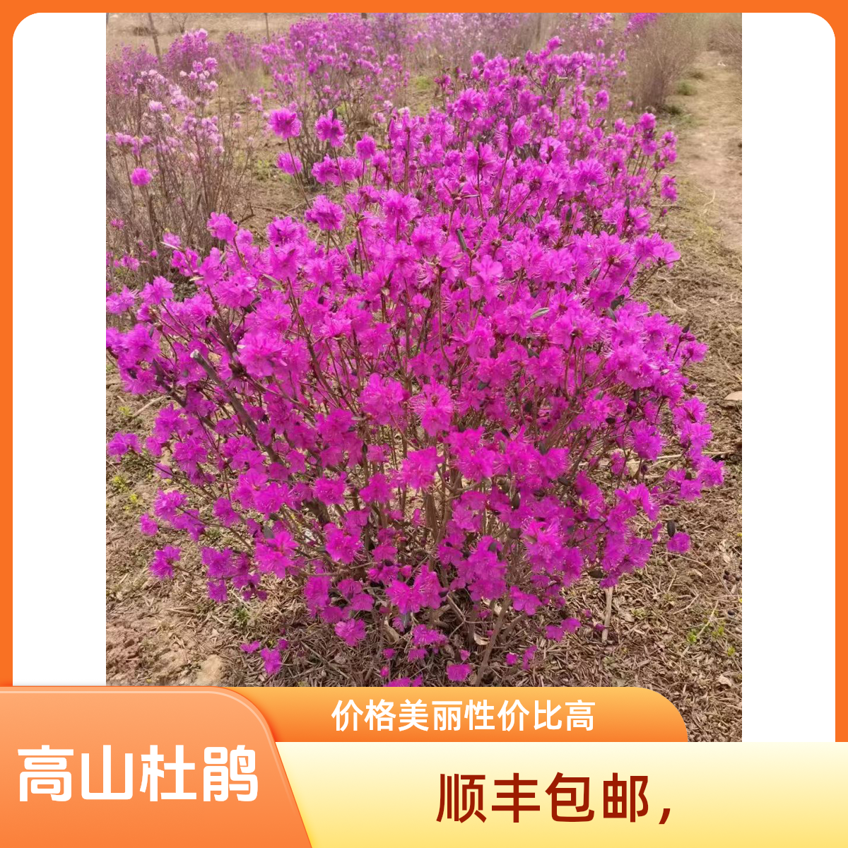 高山杜鹃 韩国杜鹃 先花后叶颜色娇艳花期4到5月花期长