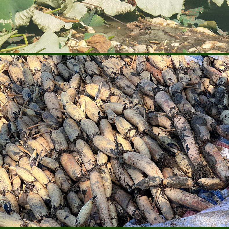 【现挖现发】湖北特产蔡甸农家粉藕新鲜煲汤青泥巴粉糯藕