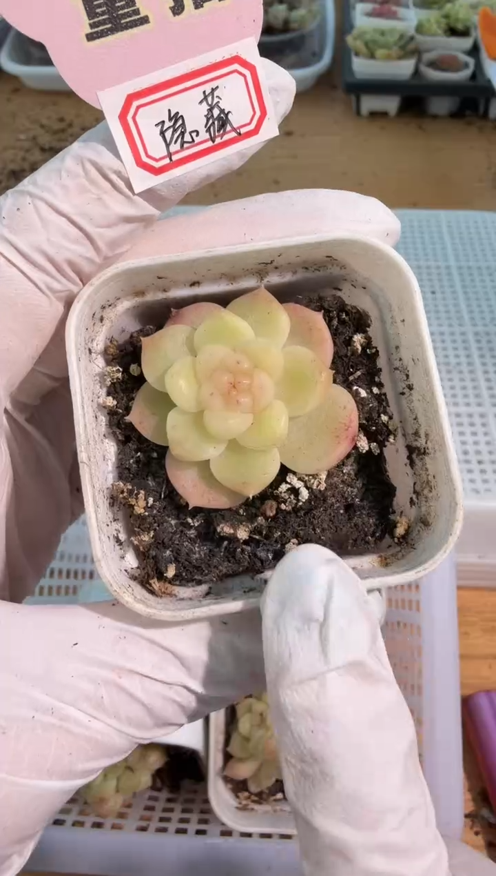 隐藏五方一盆 单双混 量拍混发