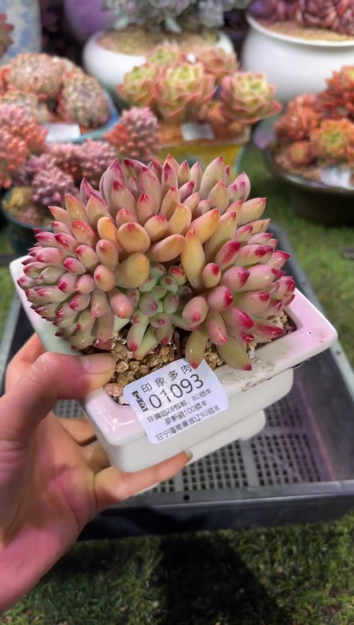【闪购商品】01093
