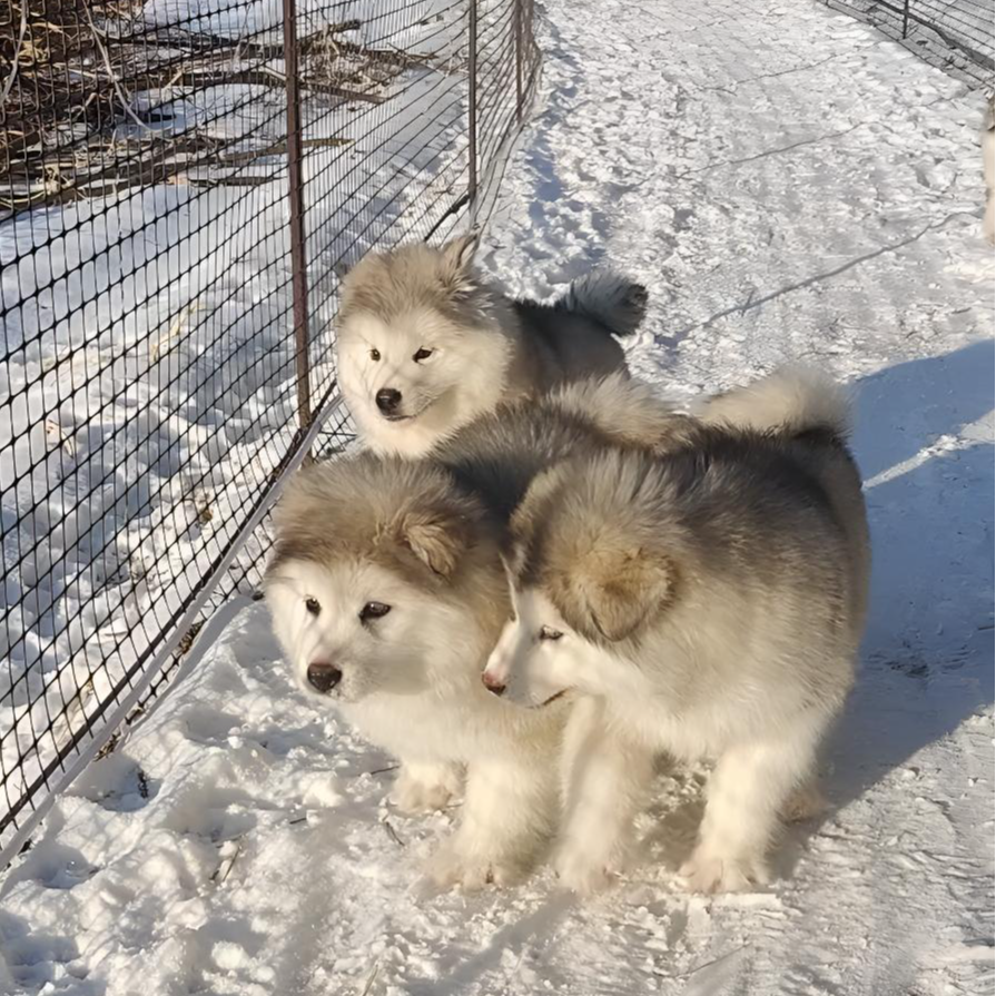 【北国精灵】杨过家精品阿拉斯加犬