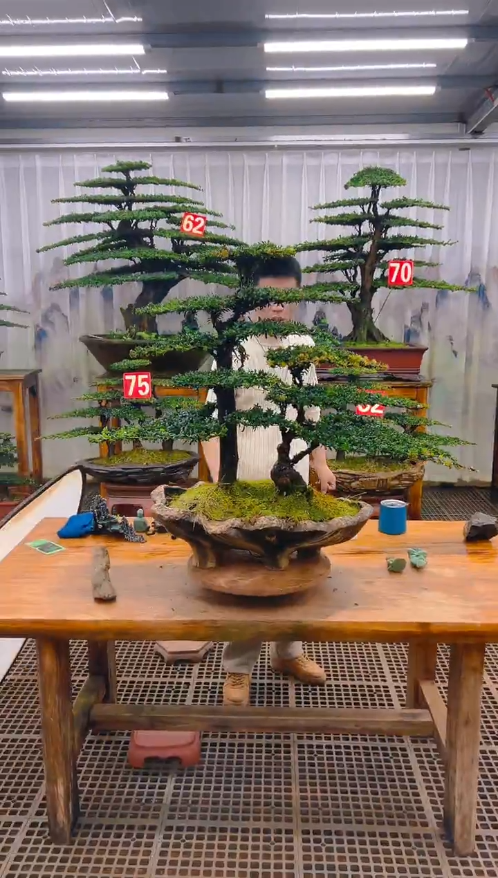 无花朵精品盆景直播间一物一拍