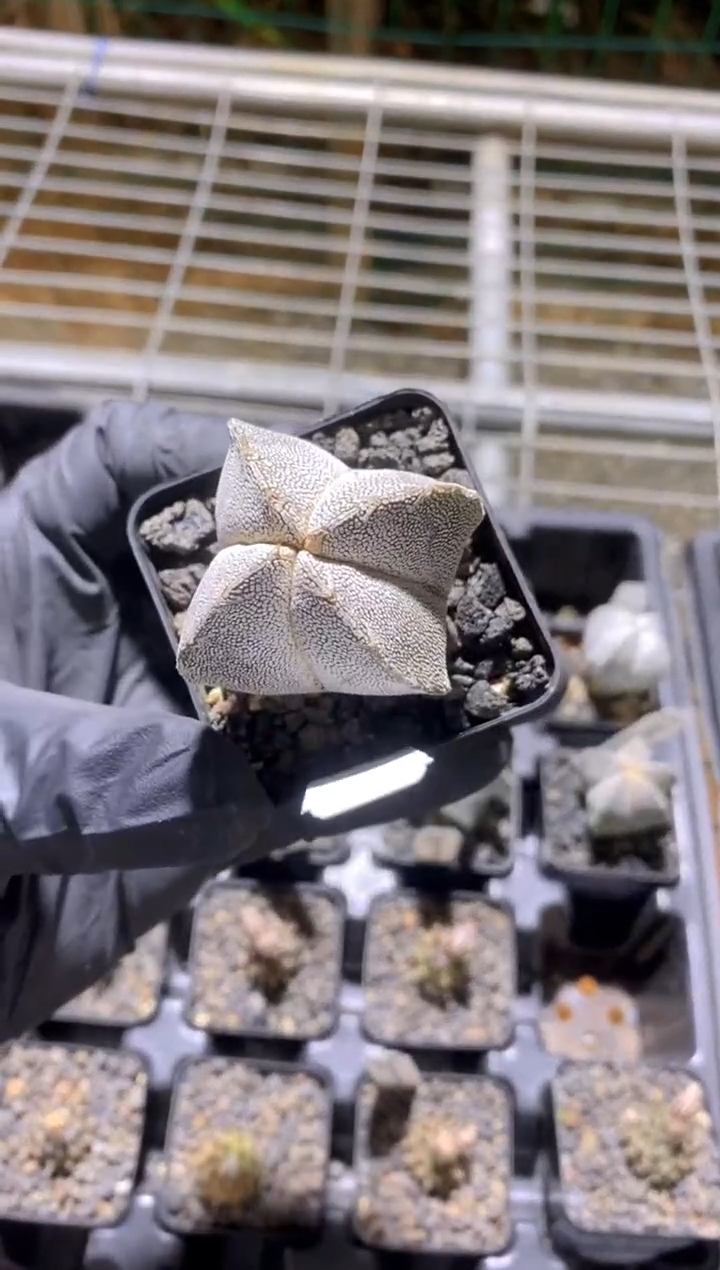 【闪购商品】恩冢鸾凤玉FA-8573