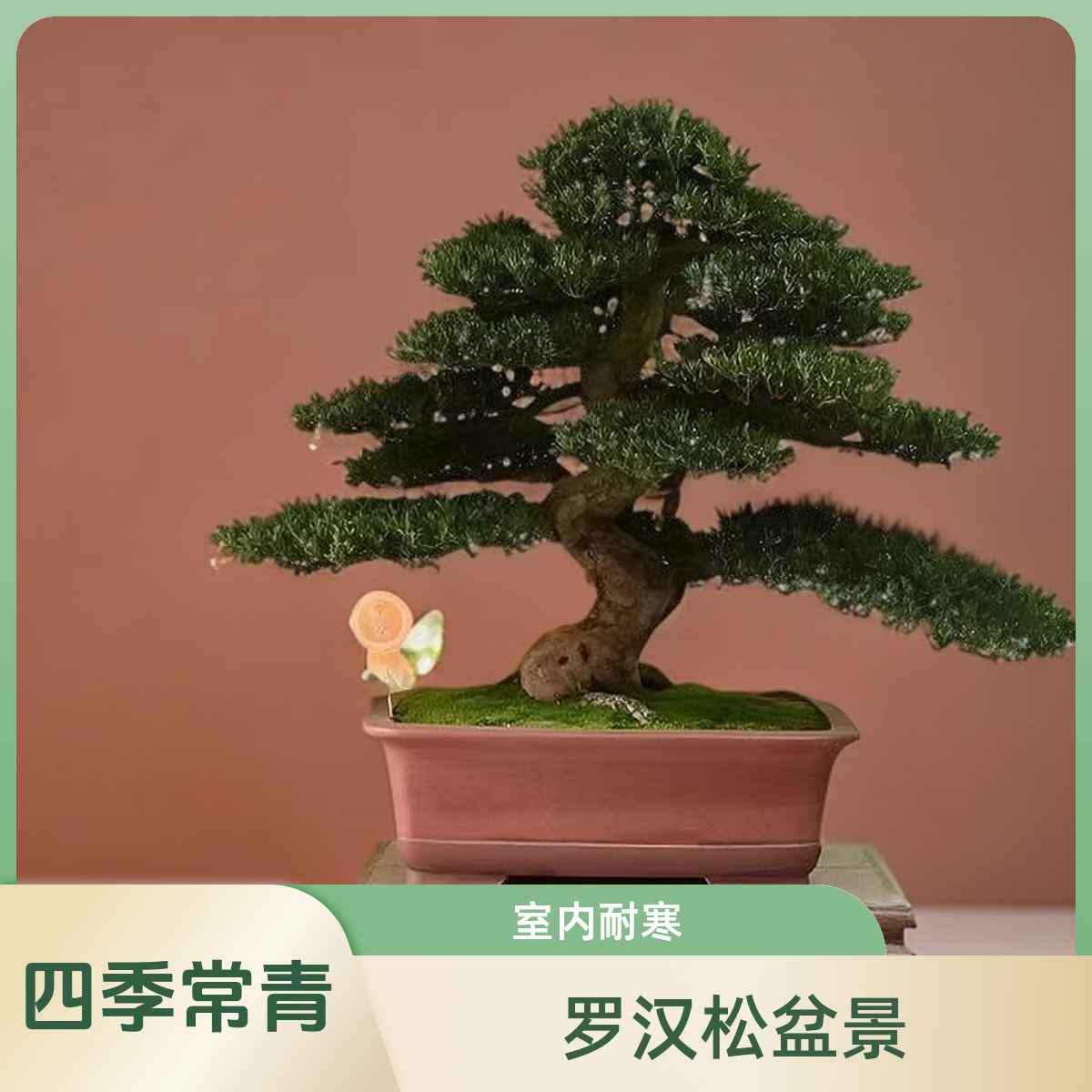 松柏大型红芽招财珍珠室内四季庭院真正盆栽植物招财树盆栽