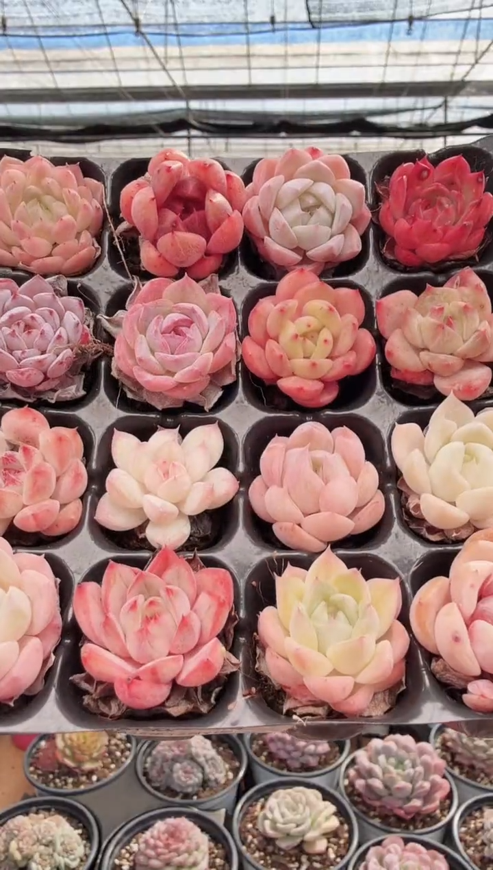 东云多肉园新款-108