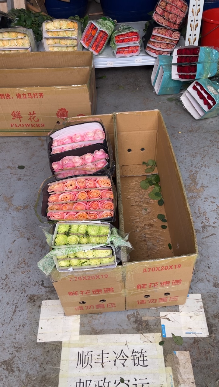 小乔20枝+朱小姐20枝+凯瑟琳20枝