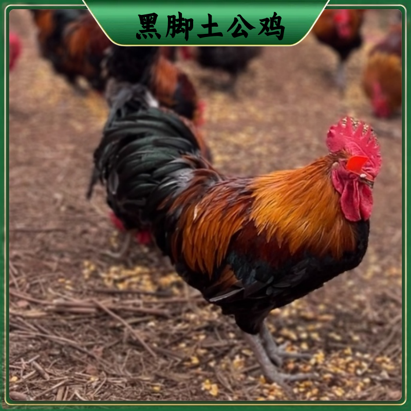 【粉丝福利】纯粮散养6个月黑脚公鸡 2只毛重10斤多净重共6斤带内脏