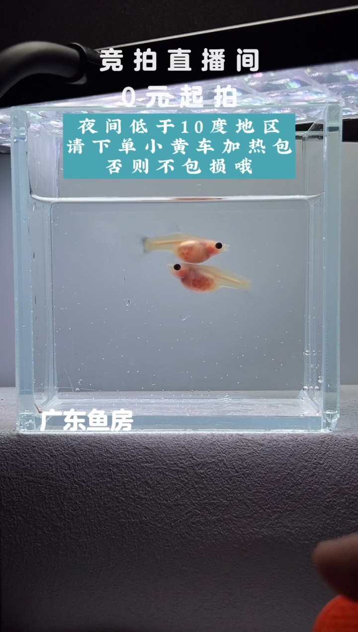 孔雀鱼超透带胎两只编号43