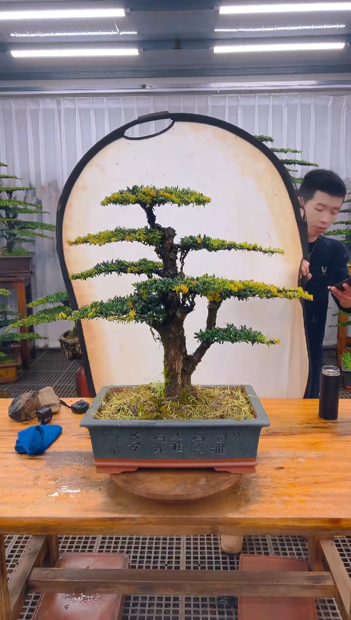 【闪购商品】紫砂精品盆景直播间一物一拍