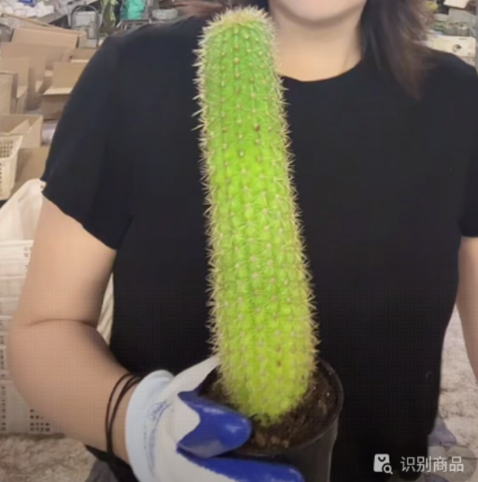 二妹园艺【 1棵  时光毛花柱   】【高度20公分起】带盆土随机发货