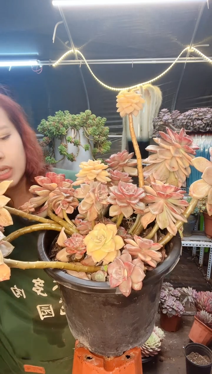 【闪购商品】紫乐景 一物一拍 物流自理 