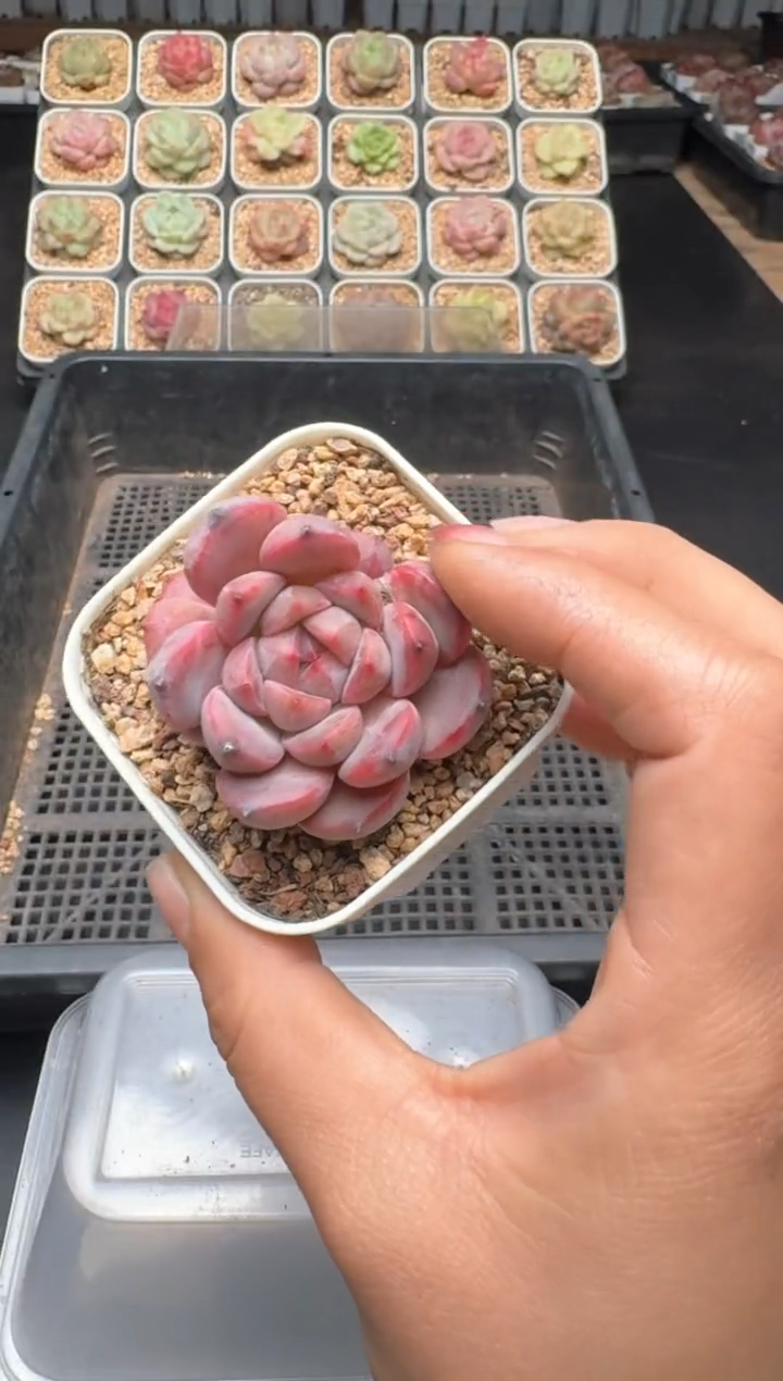 【闪购商品】301D物拍多肉带盆土6.5杯拍3颗包柚