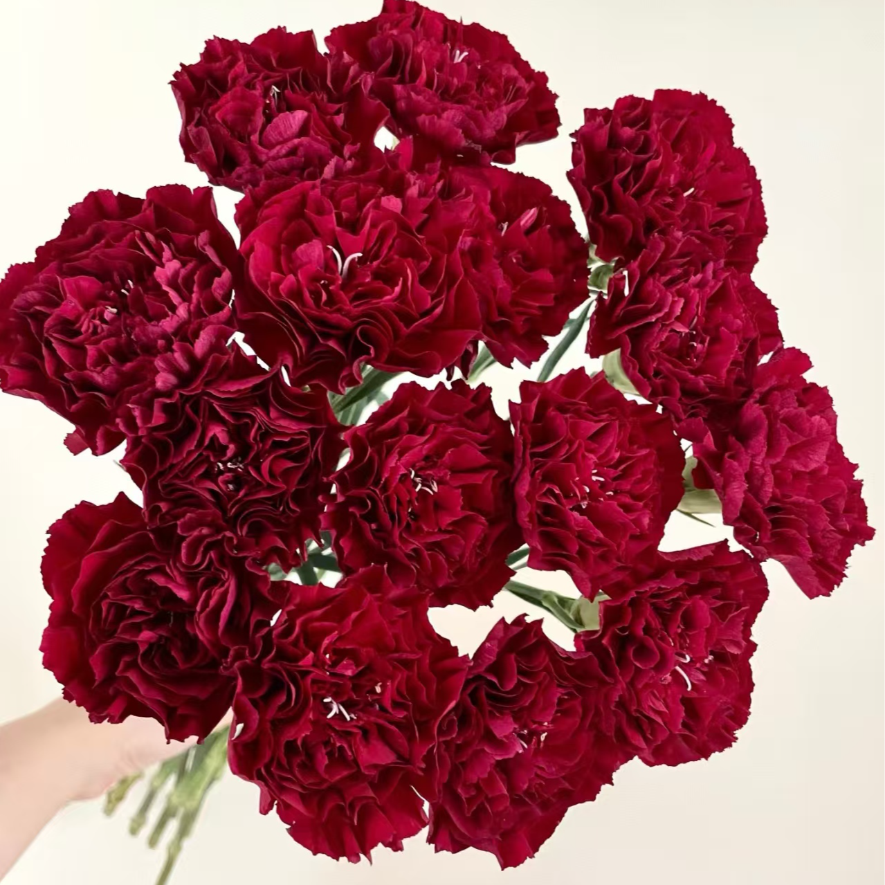 【独鬏鬏优选】高品质单头康乃馨 复古红 康乃馨 家居瓶插