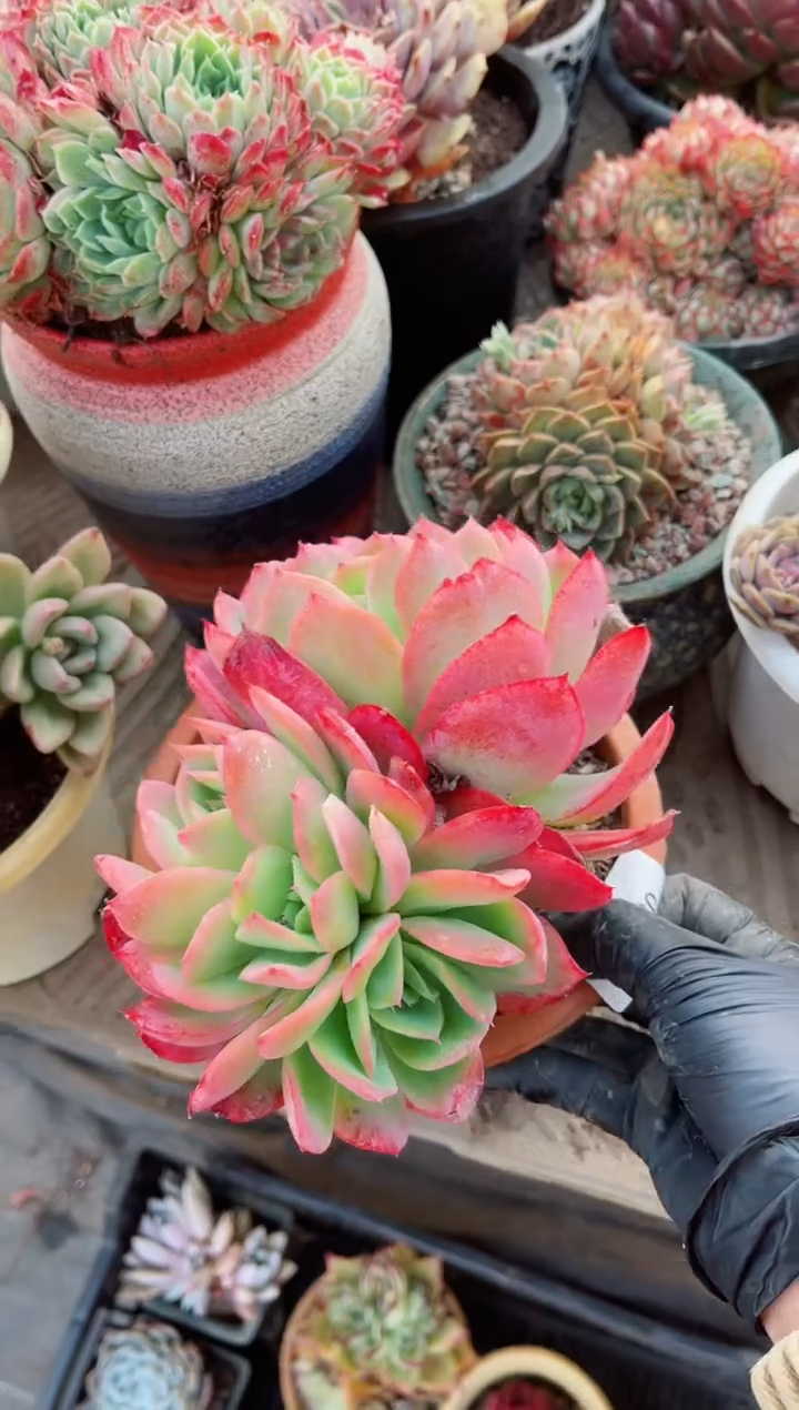 【闪购商品】08229多肉