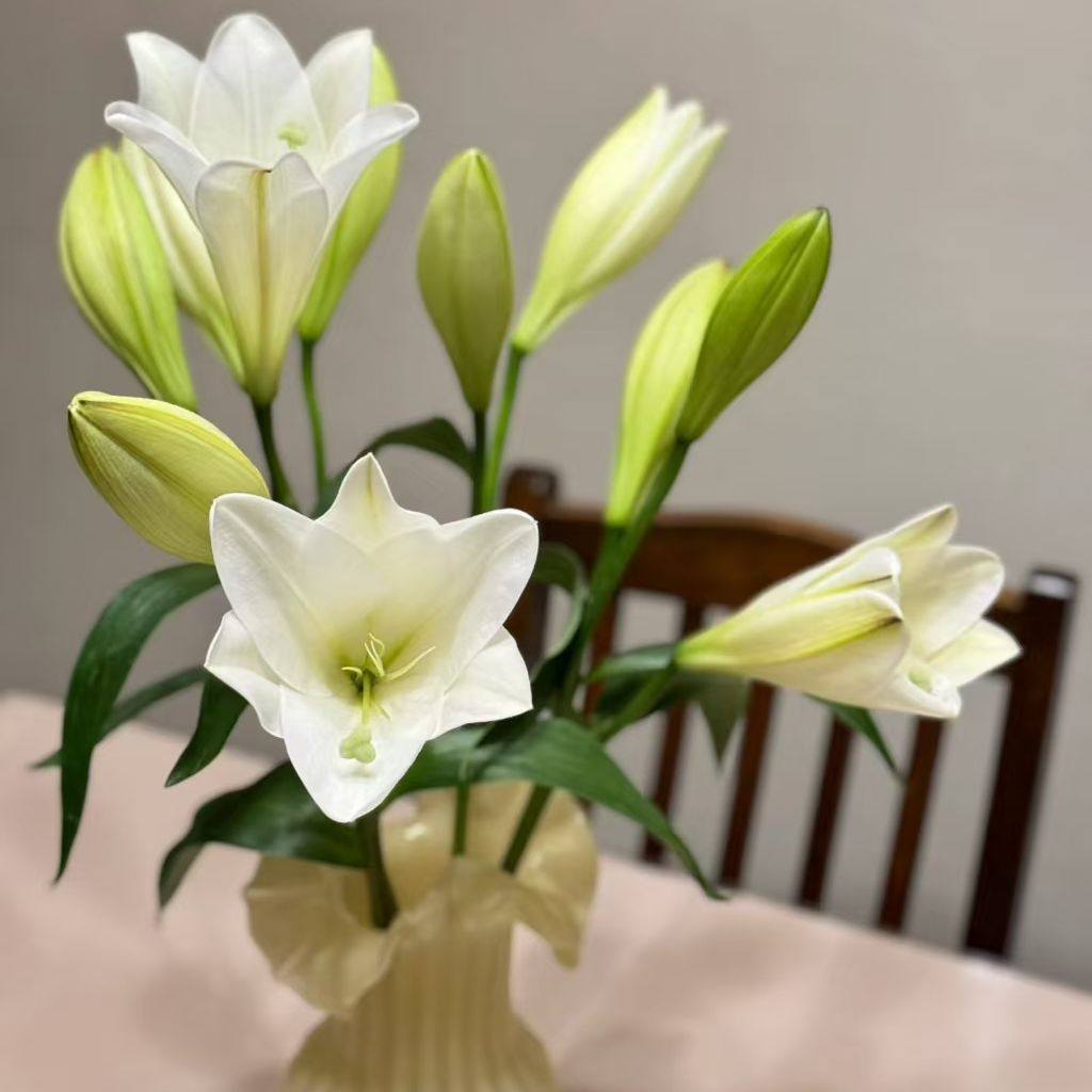 白铁炮百合鲜切花材云南基地直发