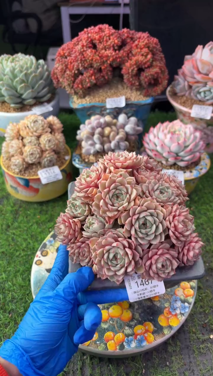 昆明印象多肉1467