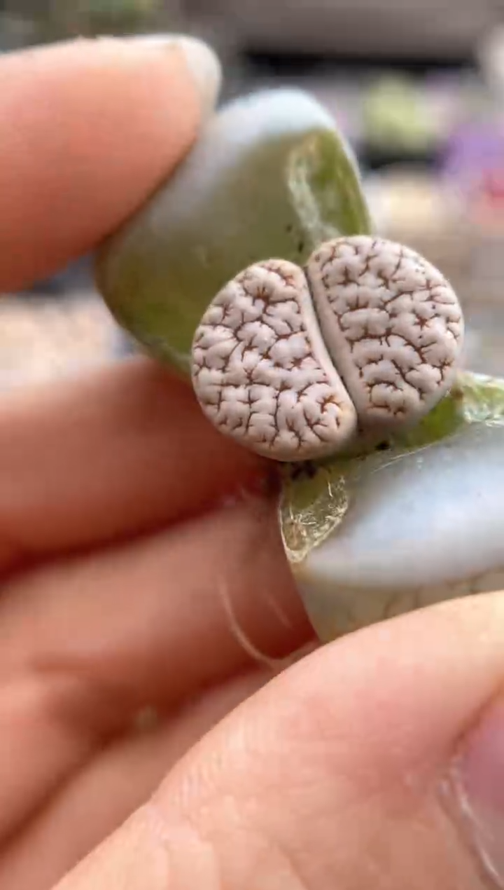 【闪购商品】6439直播一物一拍