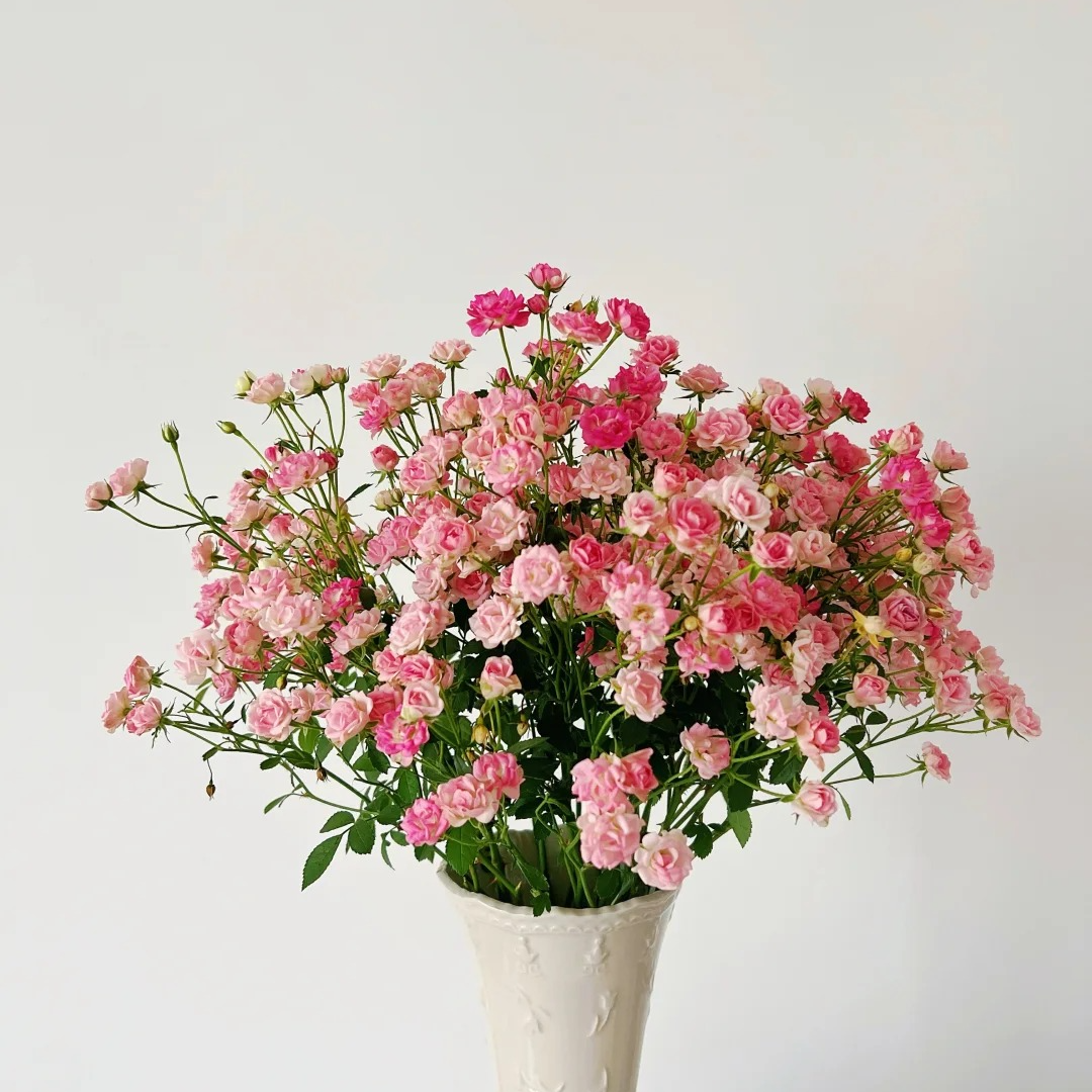 阿雅满天星单头玫瑰(实物以直播间为准)收到花第一时间醒花