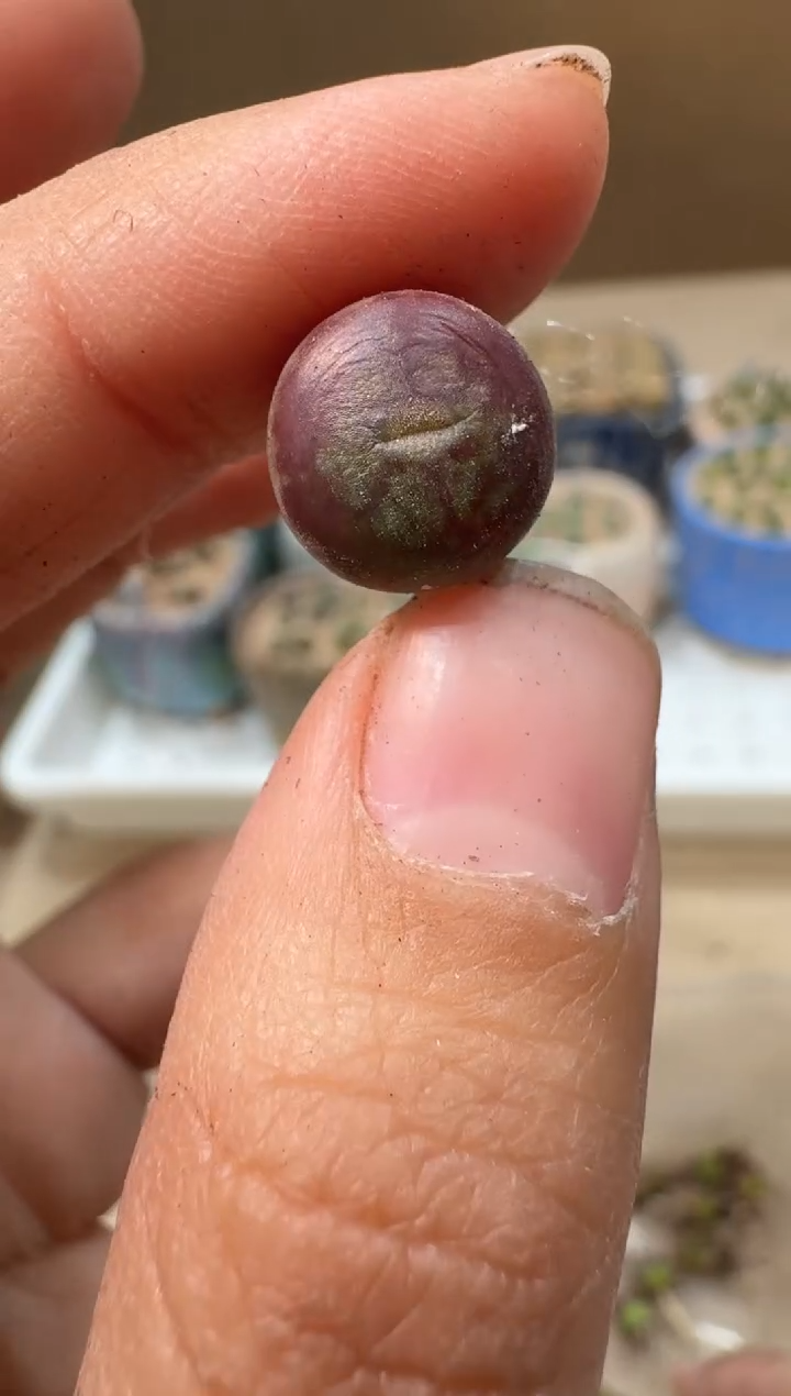 傻**蕊24-22多肉植物肉锥