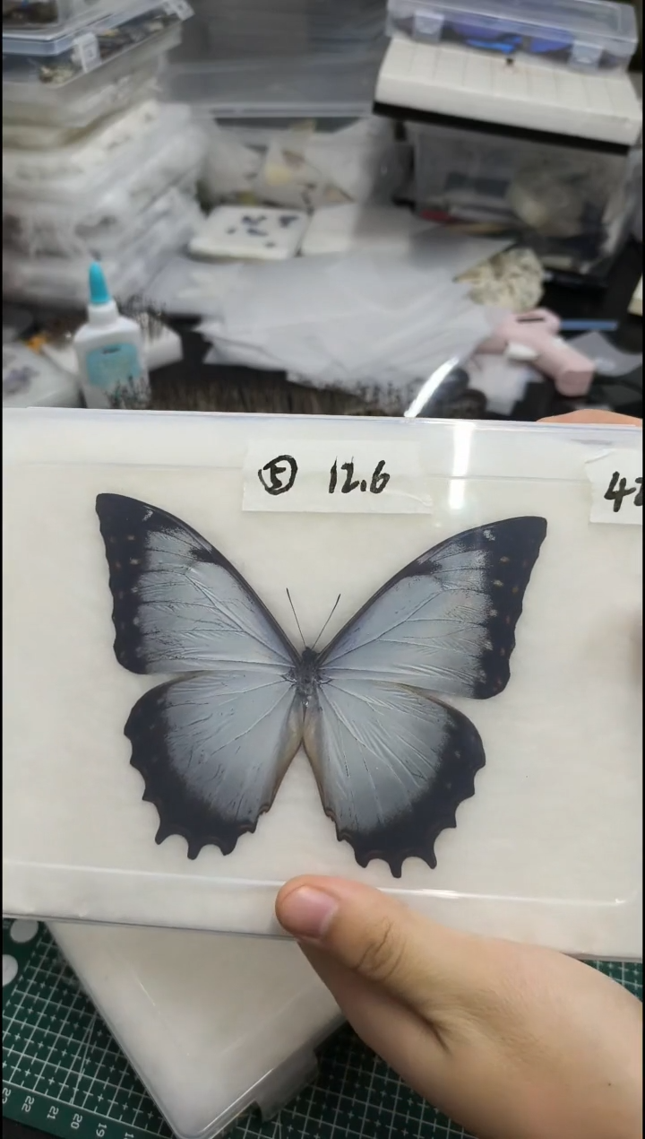 真蝴蝶标本一物一拍