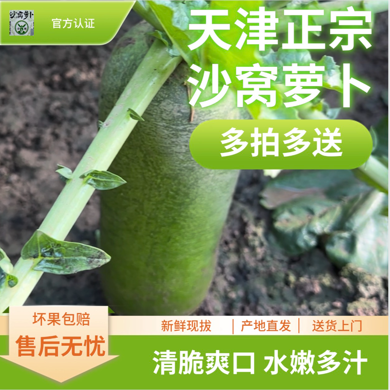 正宗天津辛口镇沙窝萝卜冰淇淋水果萝卜天星02号萝卜新鲜美味口感脆甜鲜嫩多汁原产地发货