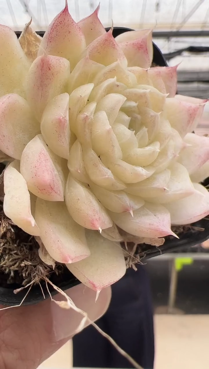 【闪购商品】新款多肉-34