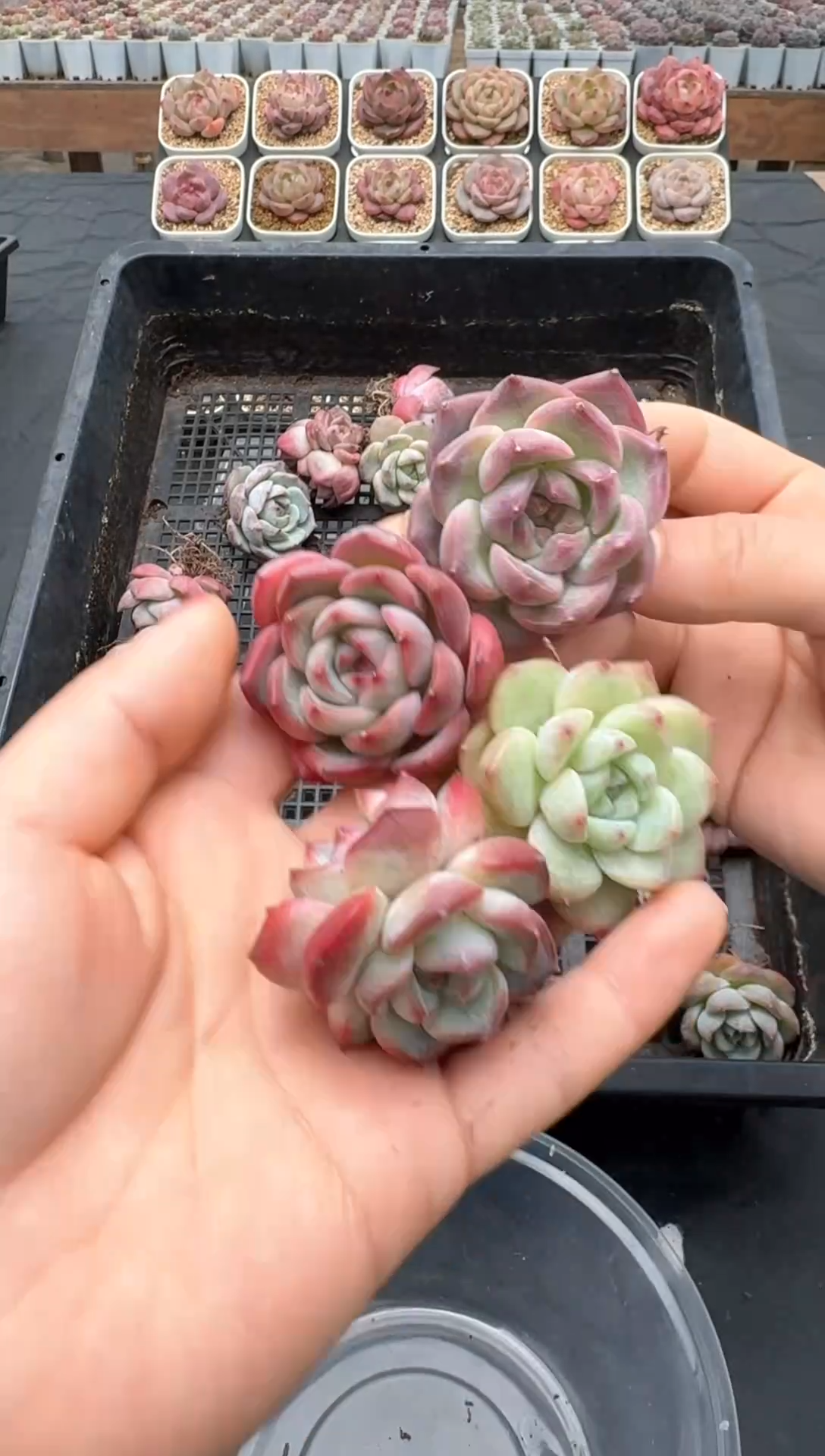 【闪购商品】305号珍妮多肉一物一拍3单包邮