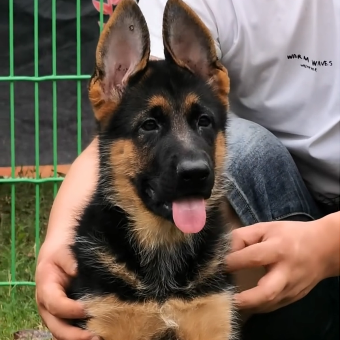 （赛系德牧）T狗狗活体