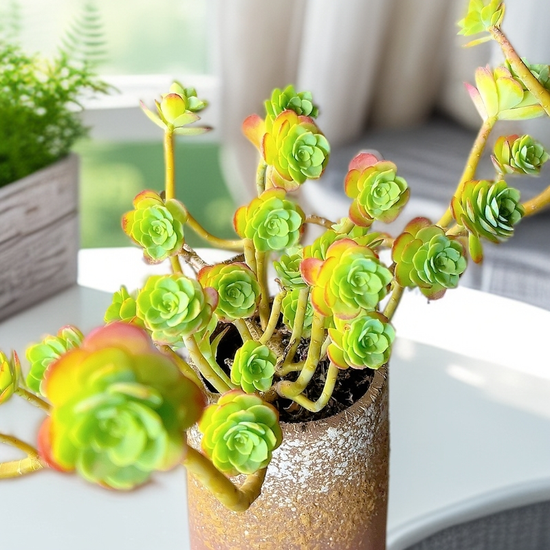 米淇家的圆叶薄化妆多肉植物耐寒耐热脱土发