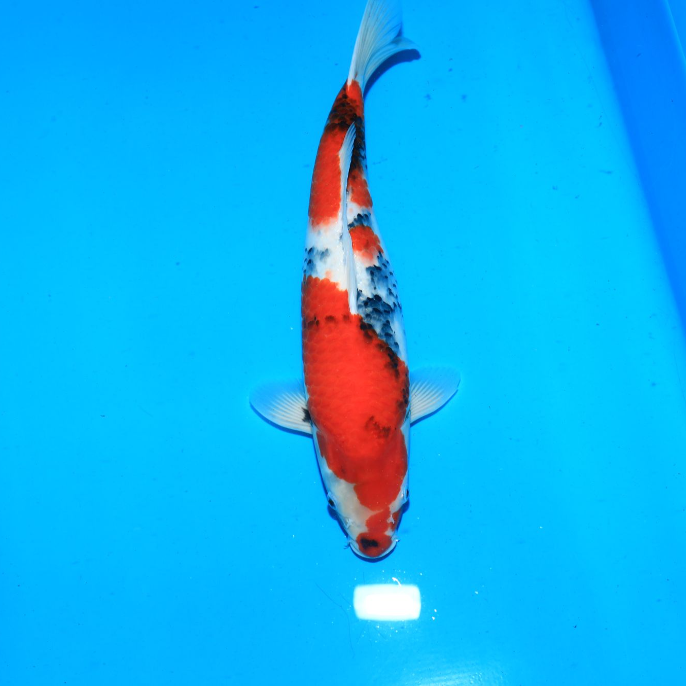 伊佐昭和37公分公鱼 纯进口锦鲤精品推荐