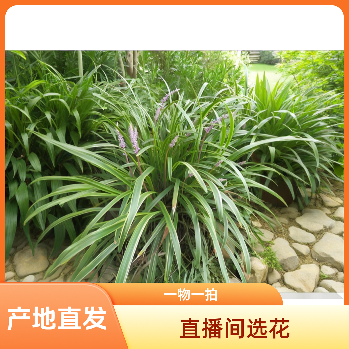 金边阔叶麦冬耐寒耐旱庭院花镜绿植装饰易养活实物直播间实物为准