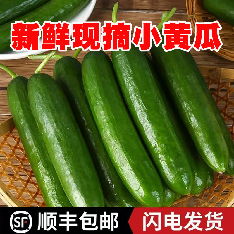 现摘现发正宗山东水果小黄瓜自然生长脆爽无刺小青瓜整箱顺丰包邮