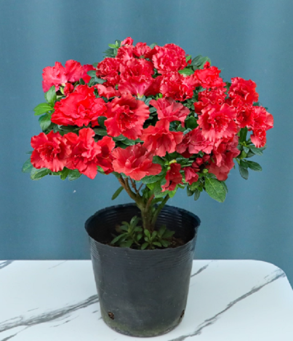 红色杜鹃花四季开花盆栽带花苞独杆好养8年高度45cm 冠幅35cm左右