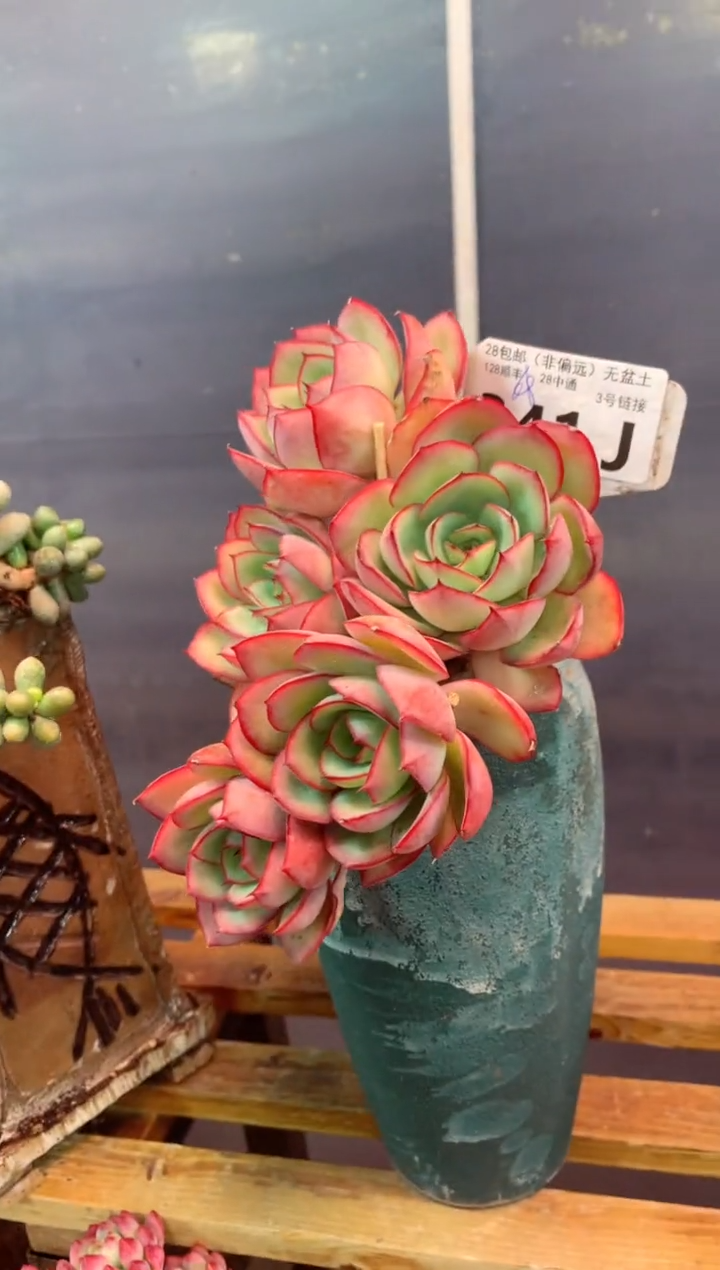 341J（一物一拍，精品多肉，w所见即所得 ）