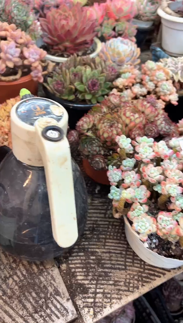 s***q多肉植物义务一排11415