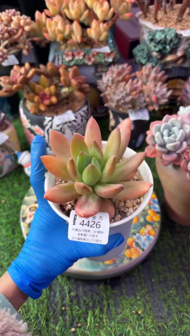 昆明印象多肉4426