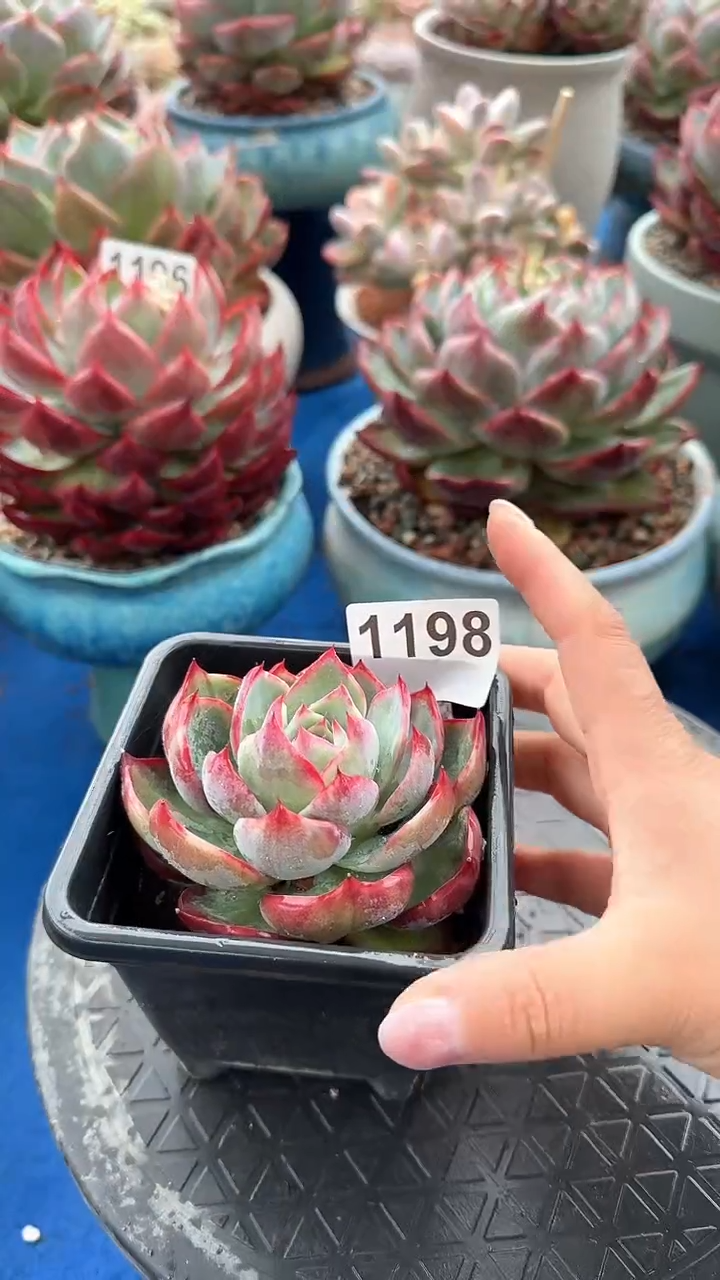 【闪购商品】1198惊鸿仙子（裸根发货）