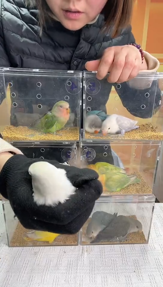 桃脸牡丹鹦鹉碧云天白