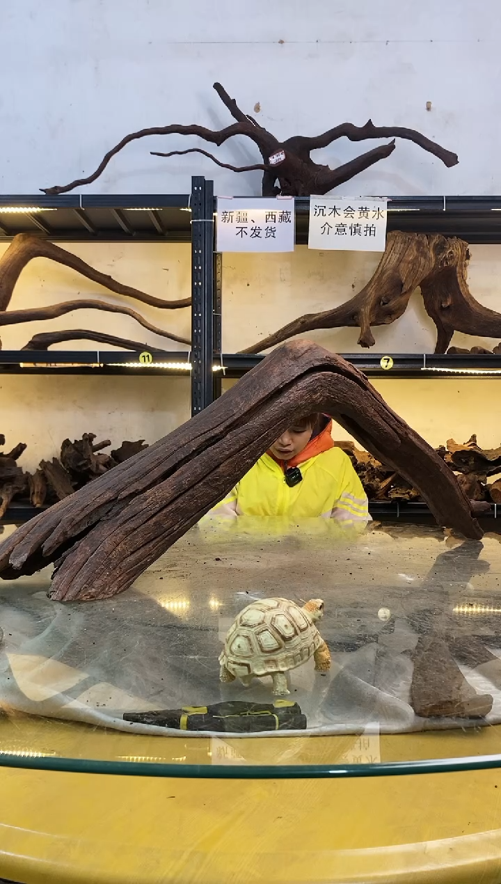 【闪购商品】柚木木艺鱼缸造景素材350