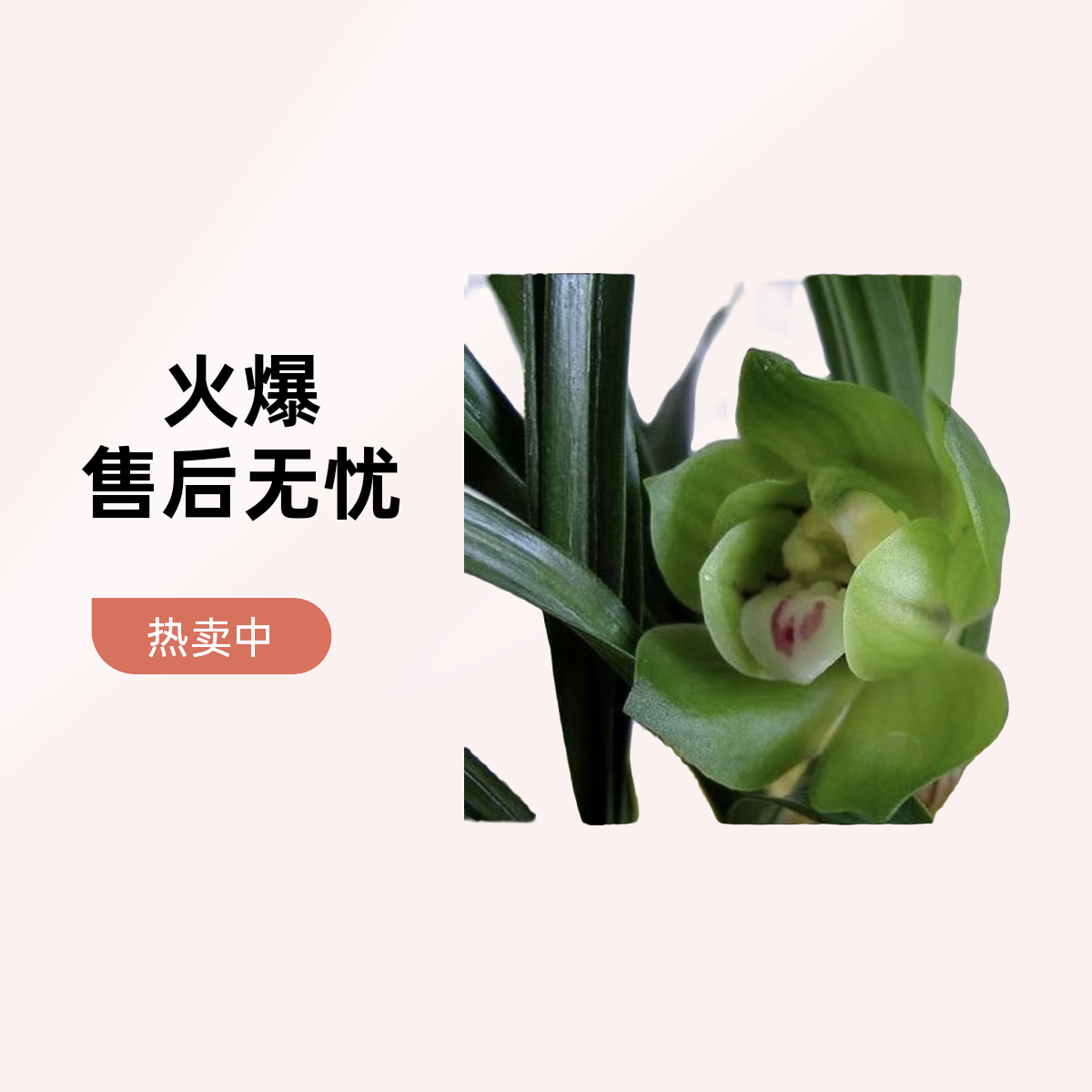 春兰皇后～绿云（1000/1苗～3苗起）带花苞
