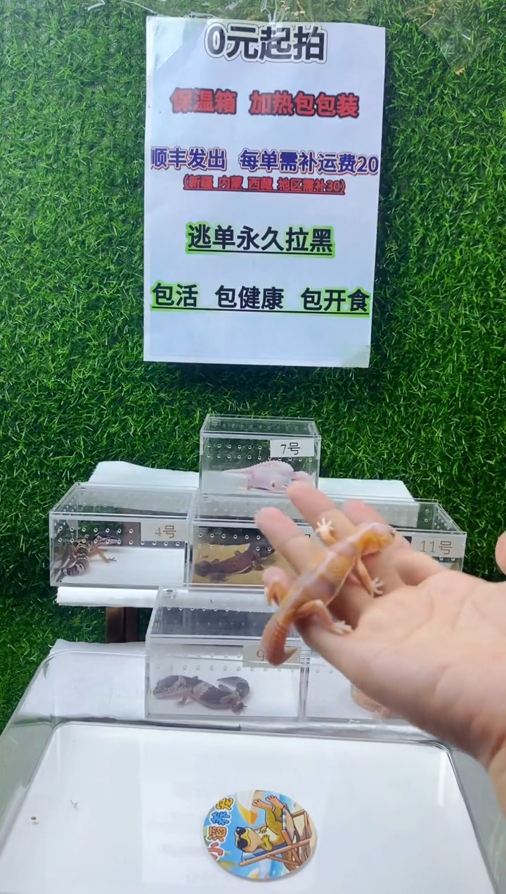 豹纹守宫豹纹守宫幼苗亚成体成体肥尾