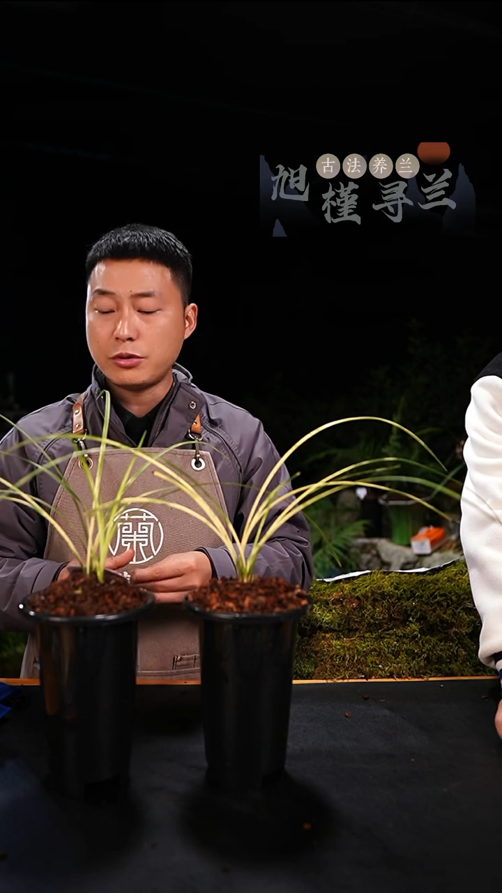 当前无花栽培后可以开花蓦**首蕙兰朱金斑中透（一物一拍）