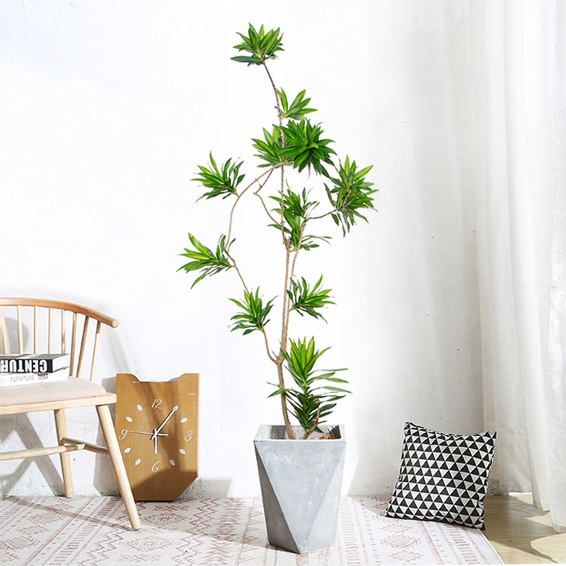 适合轻奢简约北欧风室内养百合竹大型老桩客厅真绿植净化空气