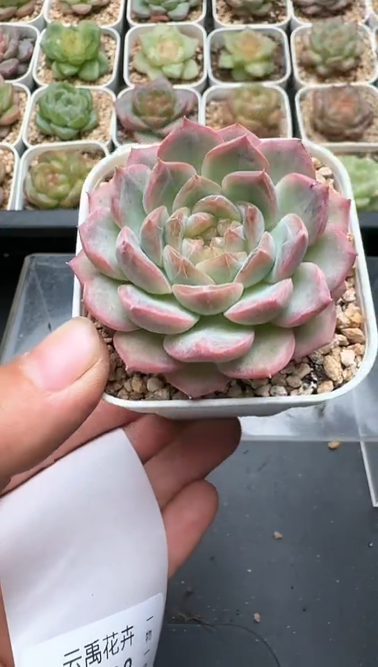 937F云禹多肉植物 默认脱土纸巾打包 3颗包邮