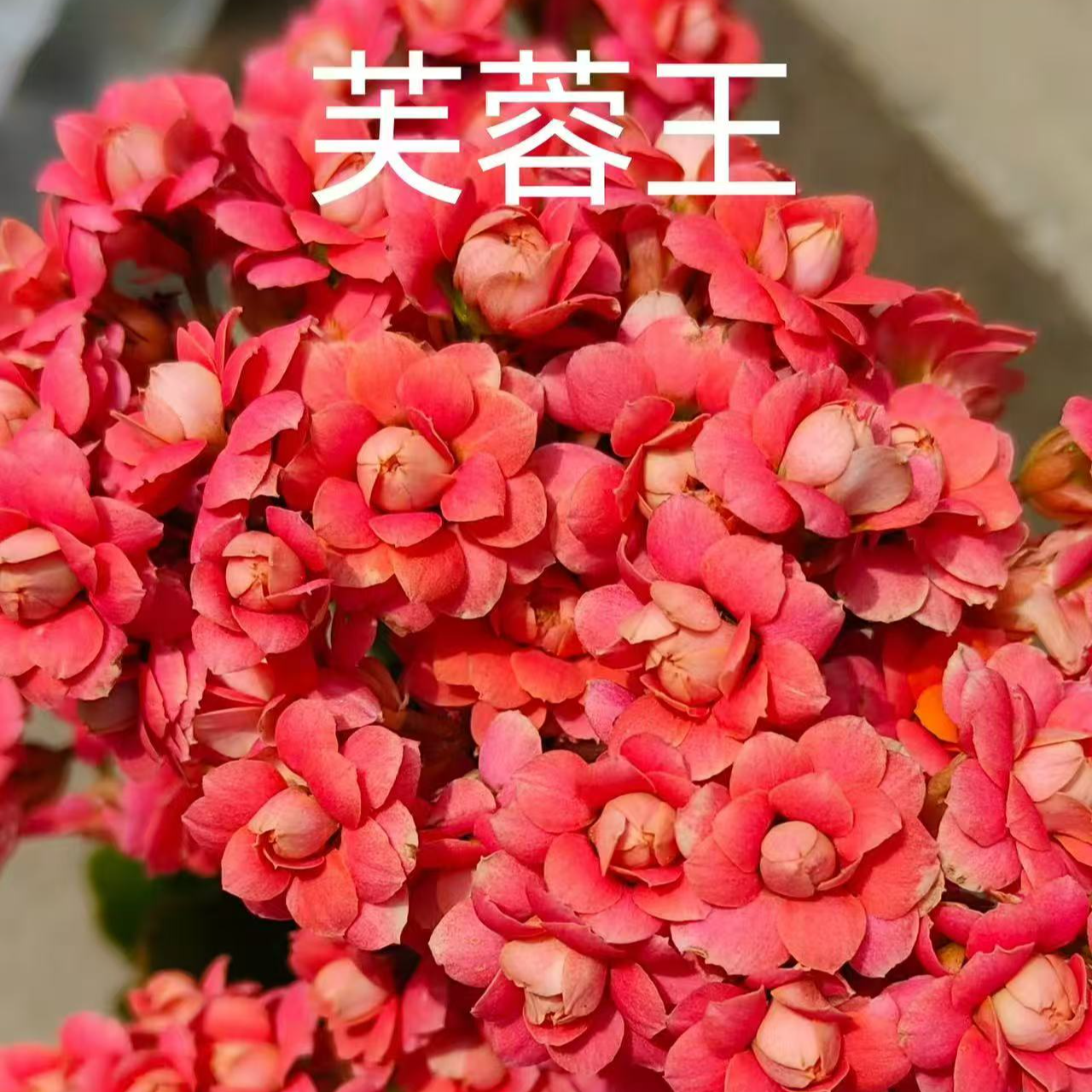 （芙蓉王）长寿花盆栽重瓣大花带花苞四季室内外开花好养花卉